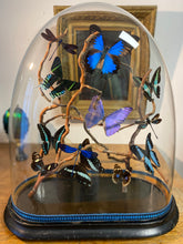 Charger l&#39;image dans la galerie, Envolée de papillons et libellules dans les tons bleu sous globe Napoleon 3, ENVOI IMPOSSIBLE
