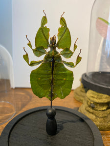 Phasme feuille sous globe en verre