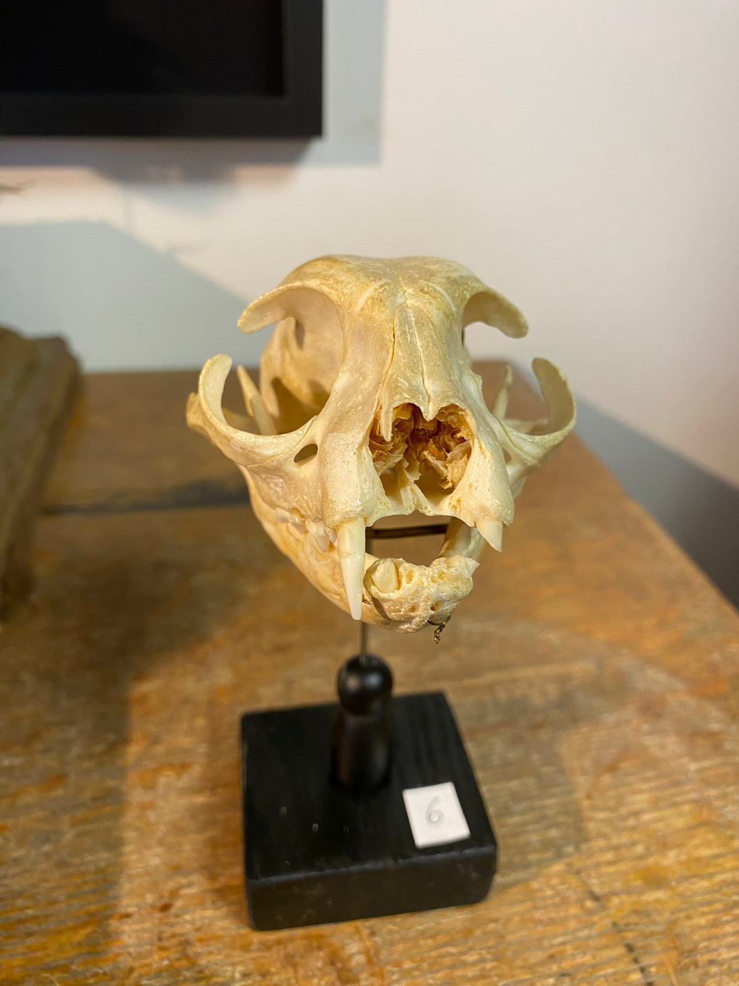 Crâne de chat sur socle ( Défaut)