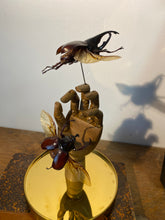 Charger l&#39;image dans la galerie, Duo de xylotrupe Gideon sur main en bois

