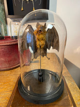 Charger l'image dans la galerie, Chauve-souris ailes ouvertes sous globe
