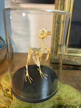 Charger l&#39;image dans la galerie, Squelette d’oiseau sous verre

