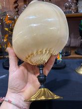 Charger l'image dans la galerie, Coquillage Melo diadema grand modèle
