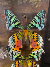 Charger l&#39;image dans la galerie, Globe trio de papillons
