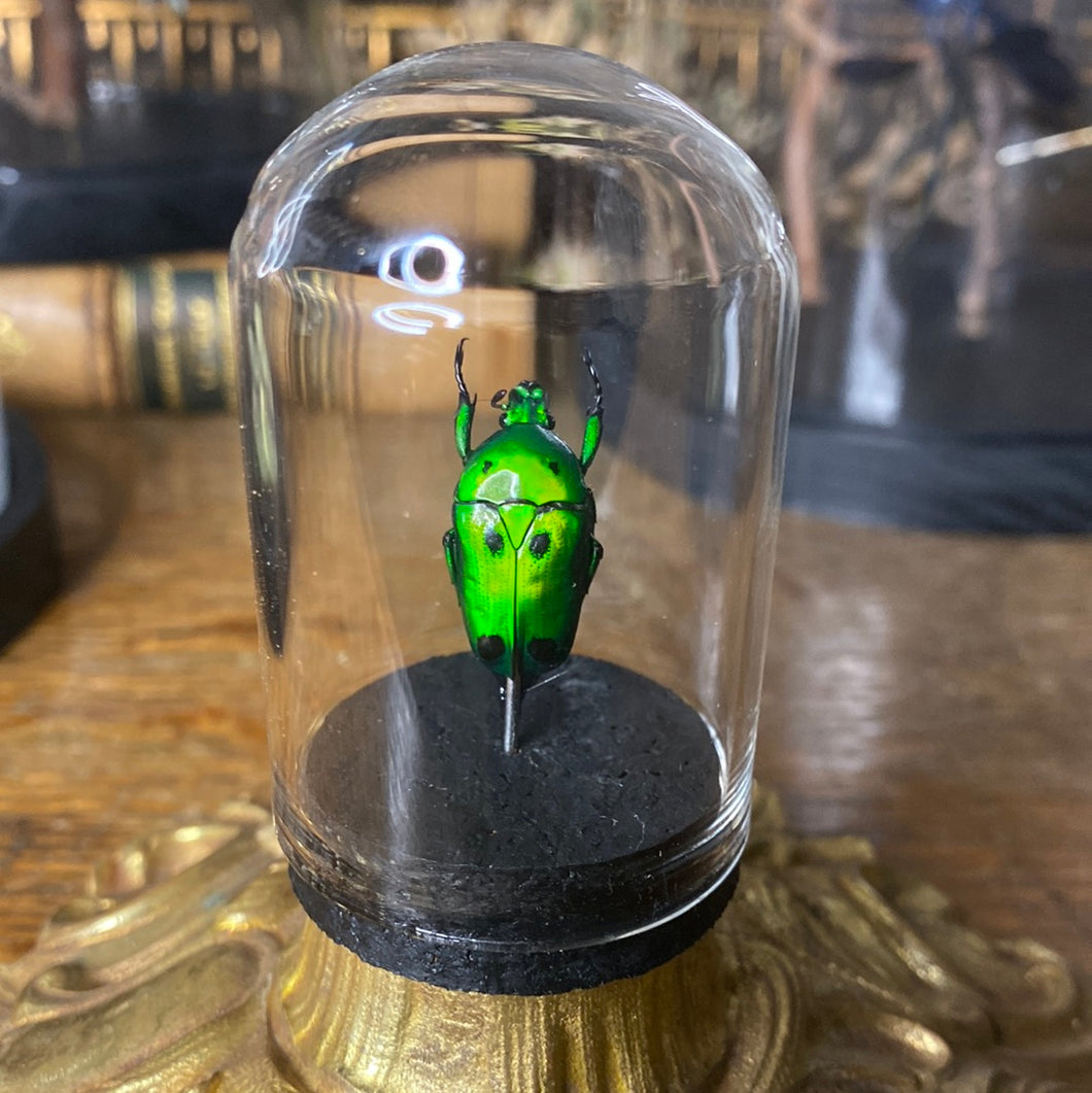 Petit globe heterorrhina sexmaculata