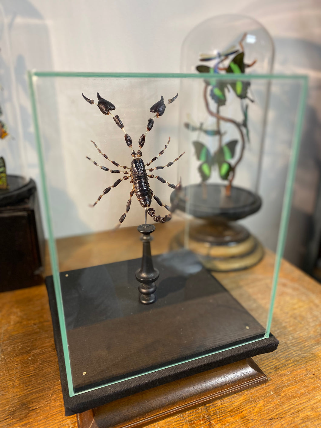 Eclaté de scorpion sous vitrine