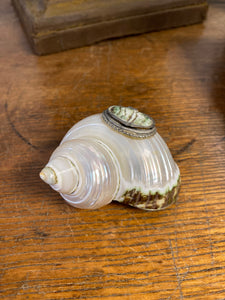Encrier en coquillage