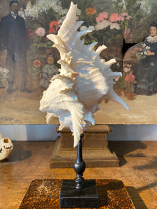 coquillage Murex grand modèle