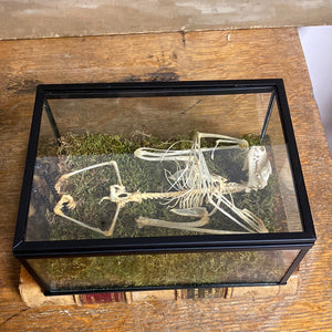 Squelette de chauve-souris dans coffret en verre