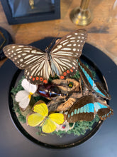 Charger l&#39;image dans la galerie, Globe « 360 de nature »
