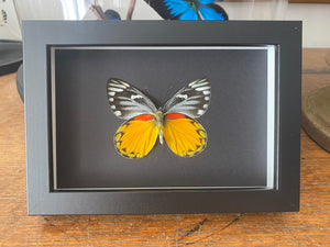 Cadre papillon delias descombesi