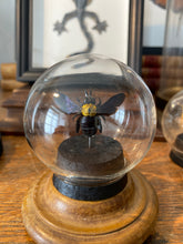 Charger l'image dans la galerie, Globe bulle xylocopa aestuans
