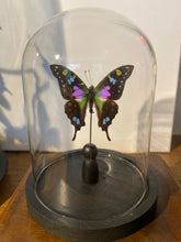 Charger l'image dans la galerie, Globe papillon
