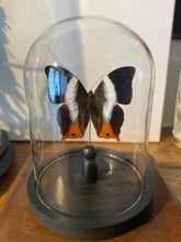 Charger l'image dans la galerie, Globe papillon
