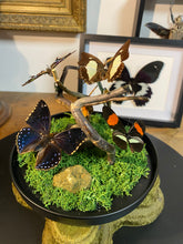 Charger l&#39;image dans la galerie, Globe « 360 de nature »
