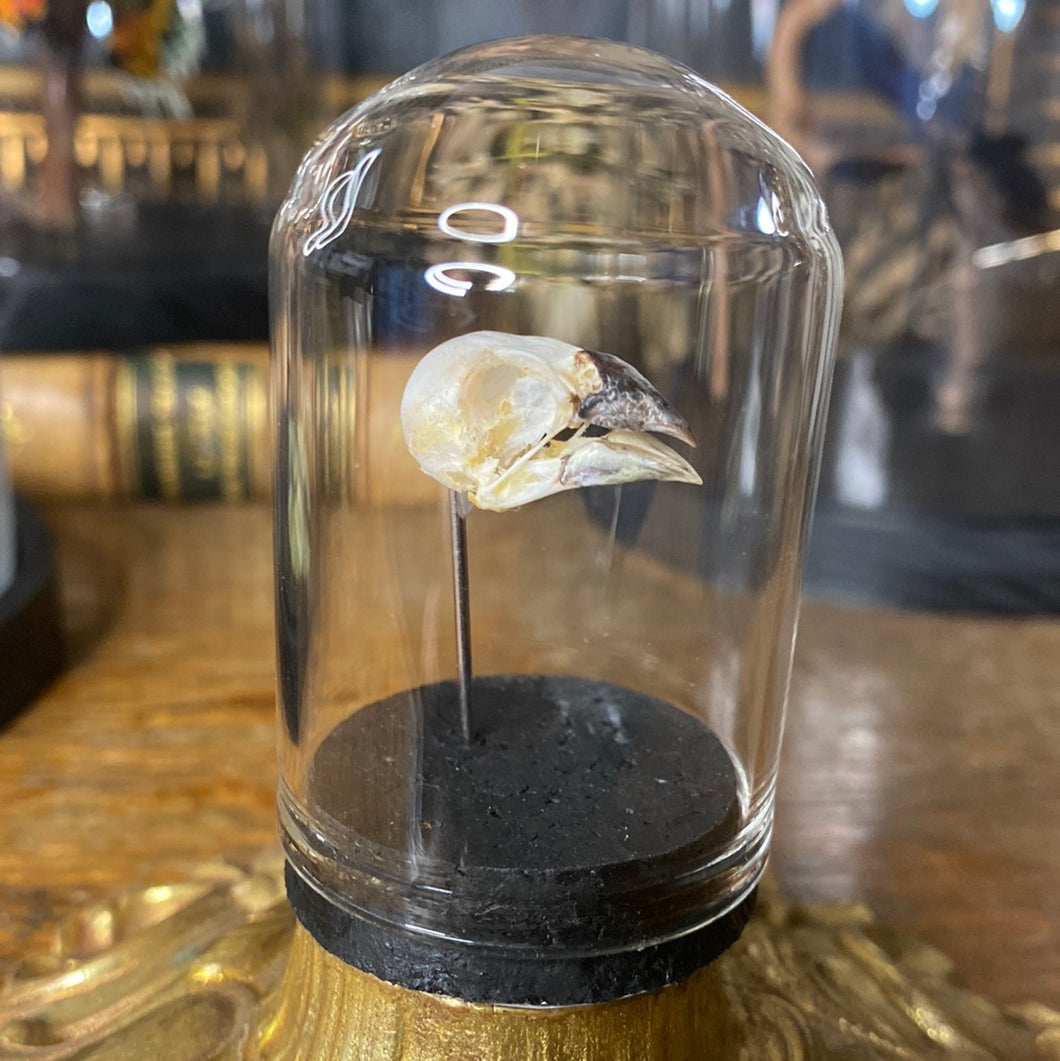 Petit globe contenant un véritable crâne d’oiseau