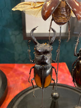 Charger l&#39;image dans la galerie, Trio de scarabées
