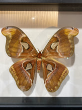 Charger l'image dans la galerie, Cadre attacus atlas
