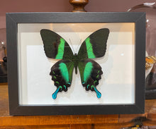 Charger l'image dans la galerie, Cadre papillon « papilio blumei »
