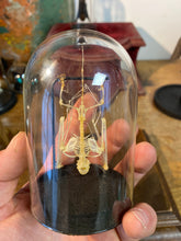 Charger l'image dans la galerie, Squelette de chauve-souris sous globe
