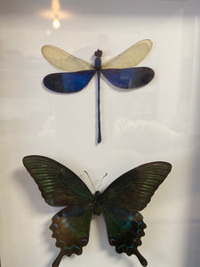 Cadre duo de papillon et libellule