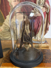 Charger l&#39;image dans la galerie, Chauve-souris eonycteris sous globe en verre
