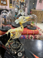 Charger l'image dans la galerie, « Le petit oiseau est sorti!!
