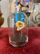 Charger l&#39;image dans la galerie, Petit globe contenant un véritable crâne de crapaud
