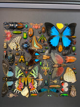 Charger l'image dans la galerie, Cadre aux insectes
