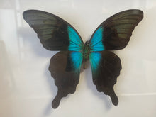 Charger l&#39;image dans la galerie, Cadre papillon
