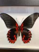 Charger l&#39;image dans la galerie, Cadre papillon « papilio deiphobus »
