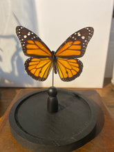Charger l'image dans la galerie, Globe papillon
