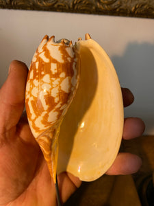 Coquillage voluta melo amphora