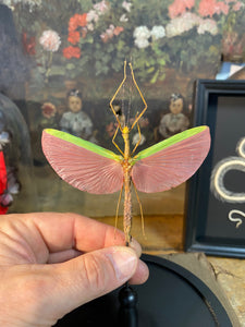 Globe phasme marmessoidea