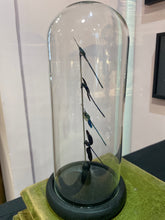 Charger l'image dans la galerie, Globe quatuor de demoiselle
