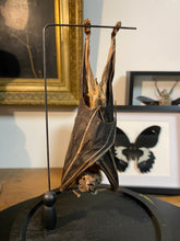 Charger l&#39;image dans la galerie, Chauve-souris eonycteris sous globe en verre
