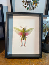 Charger l&#39;image dans la galerie, Cadre sauterelle Chondacris rosea
