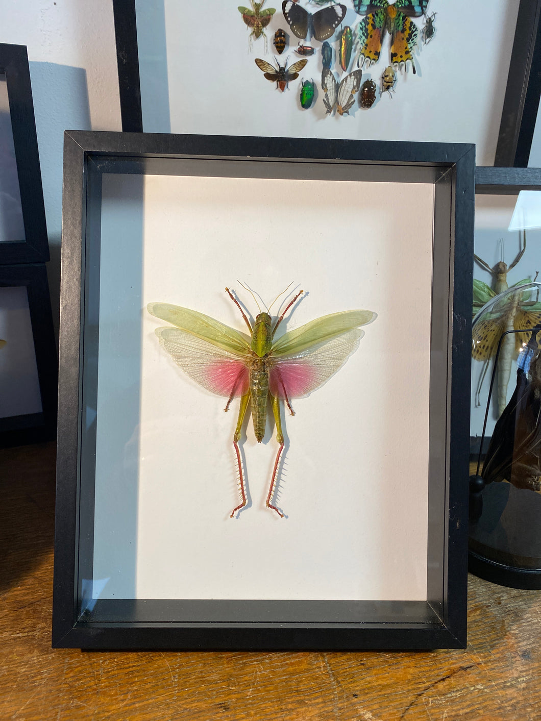 Cadre sauterelle Chondacris rosea