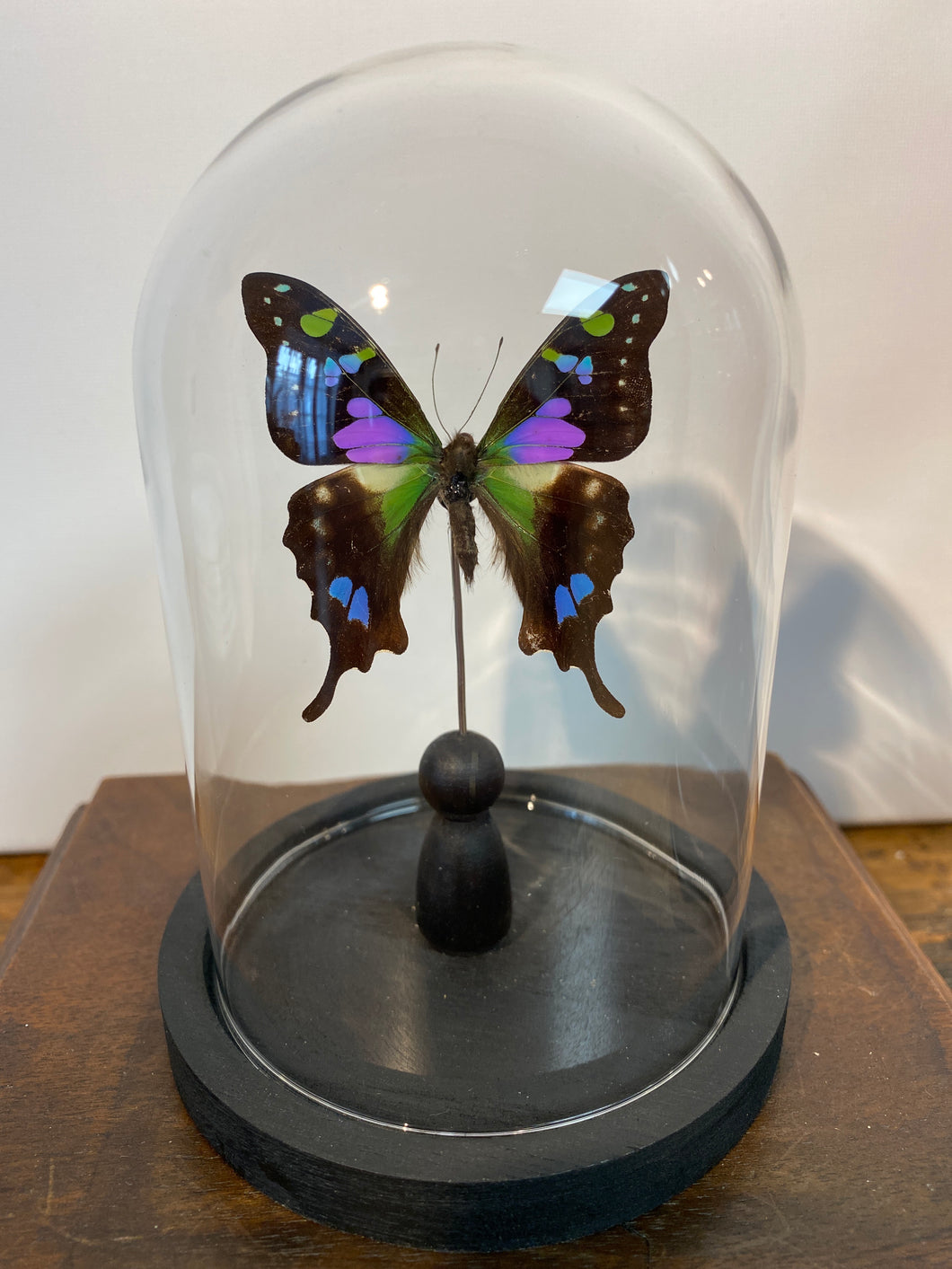 Papillon graphium weiskei sous globe en verre