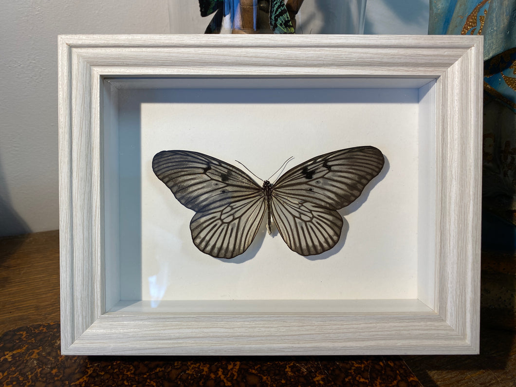 Cadre papillon