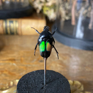 Petit globe dicheros modestus