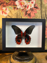 Charger l&#39;image dans la galerie, Cadre papillon « papilio deiphobus »
