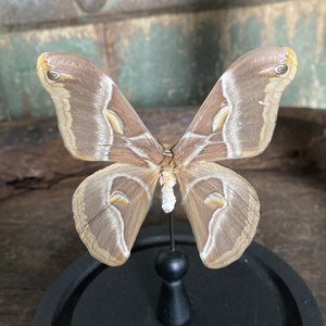 Papillon sous globe en verre