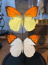 Charger l&#39;image dans la galerie, Globe duo de papillons
