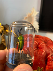 Petit globe contenant un Lampima adolphinae