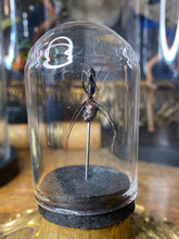 Charger l&#39;image dans la galerie, Petit globe fourmi
