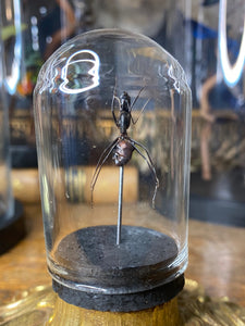 Petit globe fourmi