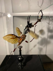 Eclaté de scarabée sous vitrine