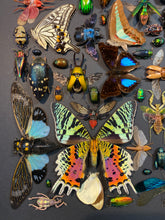 Charger l'image dans la galerie, Cadre aux insectes
