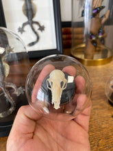 Charger l'image dans la galerie, Globe bulle crâne de chauve souris
